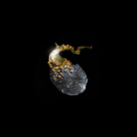 Orb of Alchemy